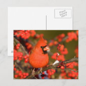 Carte Postale Cardinal rouge dans l'Winterberry commun (Devant / Derrière)