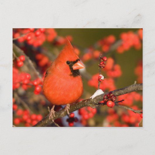 Carte Postale Cardinal rouge dans l'Winterberry commun (Devant)