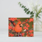 Carte Postale Cardinal rouge dans l'Winterberry commun (Debout devant)