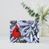Carte Postale Cardinal rouge d'hiver (Debout devant)