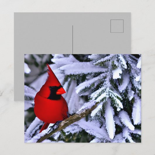 Carte Postale Cardinal rouge d'hiver (Devant / Derrière)