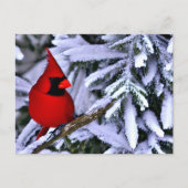Carte Postale Cardinal rouge d'hiver (Devant)