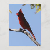 Carte Postale Cardinal rouge du Nord (Devant)