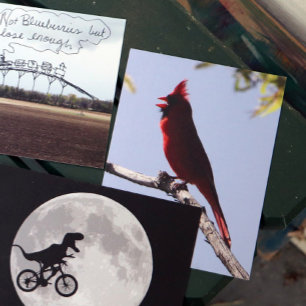 Carte Postale Cardinal rouge du Nord