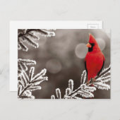 Carte Postale Cardinal rouge en hiver (Devant / Derrière)