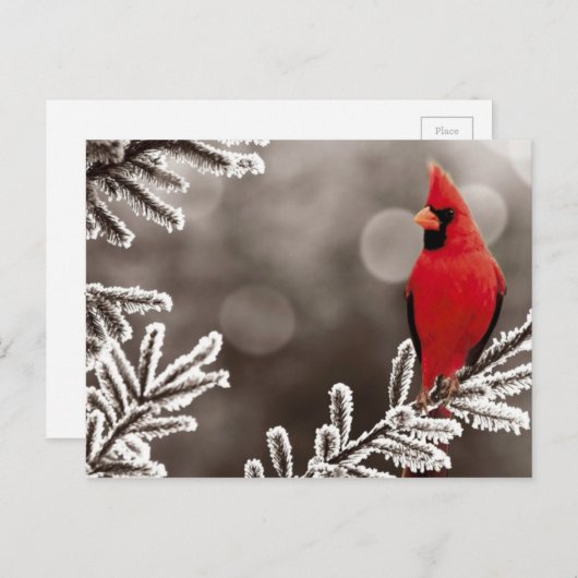 Carte Postale Cardinal rouge en hiver (Devant / Derrière)
