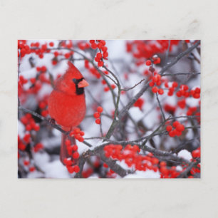 Carte Postale Cardinal rouge mâle, Hiver, IL