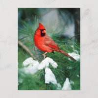 Cardinal rouge mâle sur un arbre, IL