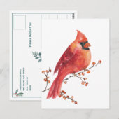 Carte Postale Cardinal Rouge Manger Winter Ilex Berries (Devant / Derrière)