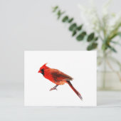 Carte Postale Cardinal(s) (Debout devant)