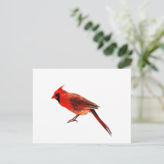 Carte Postale Cardinal(s) (Debout devant)