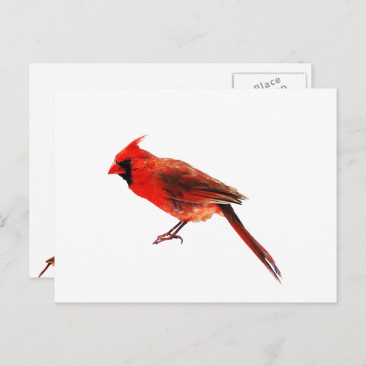 Carte Postale Cardinal(s) (Devant / Derrière)