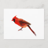 Carte Postale Cardinal(s) (Devant)