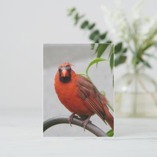 Carte Postale Cardinal sur le chargeur (Debout devant)