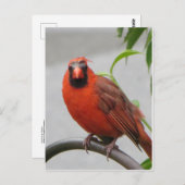 Carte Postale Cardinal sur le chargeur (Devant / Derrière)