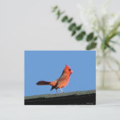 Carte Postale Cardinal sur un toit (Debout devant)
