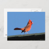 Carte Postale Cardinal sur un toit (Devant / Derrière)
