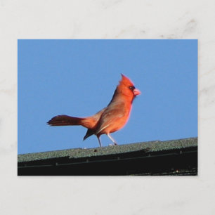 Carte Postale Cardinal sur un toit