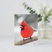 Carte Postale Cardinal sur une branche (Debout devant)