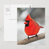 Carte Postale Cardinal sur une branche (Devant / Derrière)
