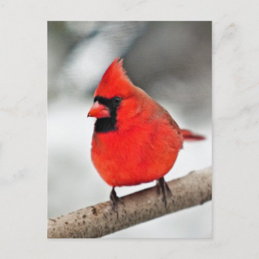 Carte Postale Cardinal sur une branche (Devant)