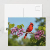 Carte Postale Cardinal sur une branche de Redbud (Devant / Derrière)