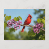 Carte Postale Cardinal sur une branche de Redbud (Devant)