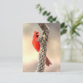 Carte Postale Cardinal sur une cholla (Debout devant)