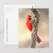 Carte Postale Cardinal sur une cholla (Devant / Derrière)