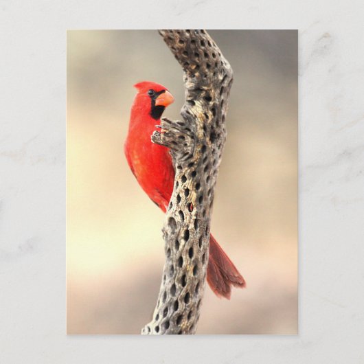 Carte Postale Cardinal sur une cholla (Devant)