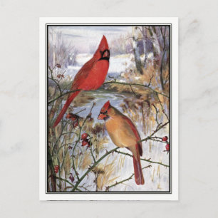 Carte Postale Cardinal vintage de Robert Bruce Horsfall