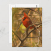 Carte postale cardinale (Devant / Derrière)