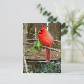 Carte postale cardinale (Debout devant)