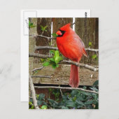 Carte postale cardinale (Devant / Derrière)