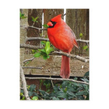 Carte postale cardinale