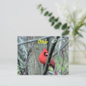 Carte postale cardinale de l'Ohio (Debout devant)