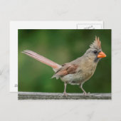 Carte postale cardinale féminine (Devant / Derrière)