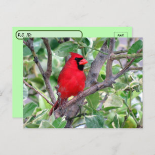 Carte postale cardinale masculine