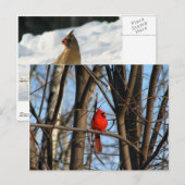 Carte postale cardinale masculine et féminine (Devant / Derrière)