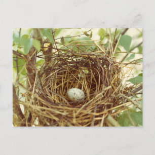 Carte Postale Cardinal's Nest Postcard