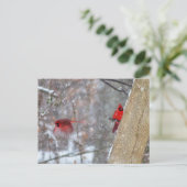 Carte Postale Cardinaux dans la neige (Debout devant)