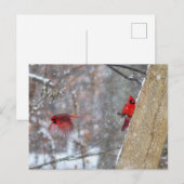 Carte Postale Cardinaux dans la neige (Devant / Derrière)