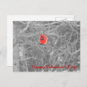 Carte postale Cardinaux de la Saint-Valentin (Devant / Derrière)