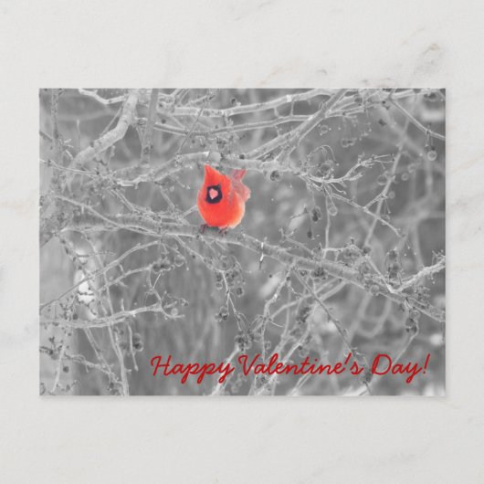 Carte postale Cardinaux de la Saint-Valentin (Devant)