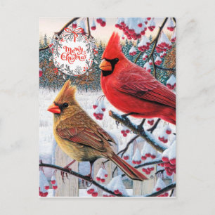 Carte Postale Cardinaux de Noël