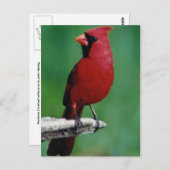 Carte Postale Cardinaux du Nord (Devant / Derrière)