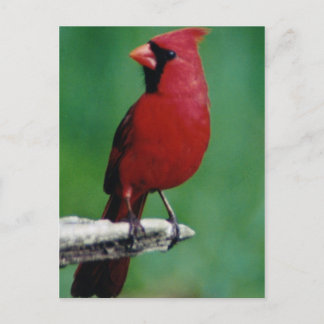 Carte Postale Cardinaux du Nord