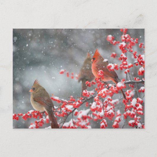 Carte Postale Cardinaux du Nord | Marion, Illinois (Devant)