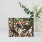 Carte Postale Cardinaux pour bébés avec bouches ouvertes (Debout devant)