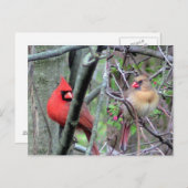 Carte Postale Cardinaux ( Printemps ) (Devant / Derrière)